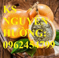 3 Cung cấp cây giống chanh leo ngọt colombia, chanh leo ngot, cung cấp cây giống toàn quốc