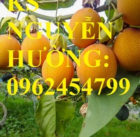 4 Cung cấp cây giống chanh leo ngọt colombia, chanh leo ngot, cung cấp cây giống toàn quốc