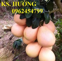 Cung cấp các loại cây giống có giá trị kinh tế cho năng suất cao, giao cây toàn quốc