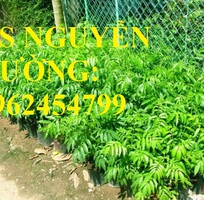 3 Cung cấp các loại cây giống có giá trị kinh tế cho năng suất cao, giao cây toàn quốc