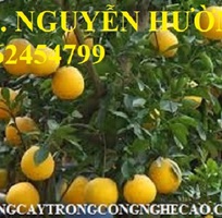 7 Cung cấp các loại cây giống có giá trị kinh tế cho năng suất cao, giao cây toàn quốc