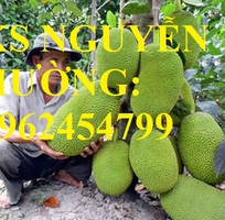 8 Cung cấp các loại cây giống có giá trị kinh tế cho năng suất cao, giao cây toàn quốc