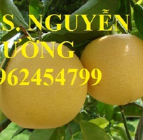 11 Cung cấp các loại cây giống có giá trị kinh tế cho năng suất cao, giao cây toàn quốc