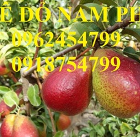 1 Bán giống cây lê đỏ nam phi, giống lê nam phi, giống cây lê vàng, cây lê đỏ, giao cây toàn quốc
