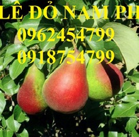2 Bán giống cây lê đỏ nam phi, giống lê nam phi, giống cây lê vàng, cây lê đỏ, giao cây toàn quốc