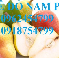 3 Bán giống cây lê đỏ nam phi, giống lê nam phi, giống cây lê vàng, cây lê đỏ, giao cây toàn quốc