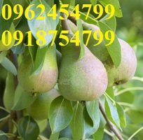 5 Bán giống cây lê đỏ nam phi, giống lê nam phi, giống cây lê vàng, cây lê đỏ, giao cây toàn quốc