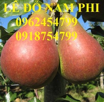 4 Bán giống cây lê đỏ nam phi, giống lê nam phi, giống cây lê vàng, cây lê đỏ, giao cây toàn quốc