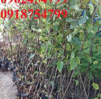 8 Bán giống cây lê đỏ nam phi, giống lê nam phi, giống cây lê vàng, cây lê đỏ, giao cây toàn quốc