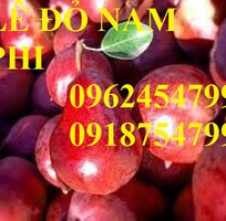 9 Bán giống cây lê đỏ nam phi, giống lê nam phi, giống cây lê vàng, cây lê đỏ, giao cây toàn quốc