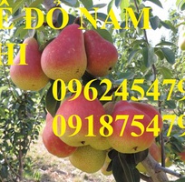 10 Bán giống cây lê đỏ nam phi, giống lê nam phi, giống cây lê vàng, cây lê đỏ, giao cây toàn quốc