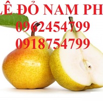 11 Bán giống cây lê đỏ nam phi, giống lê nam phi, giống cây lê vàng, cây lê đỏ, giao cây toàn quốc