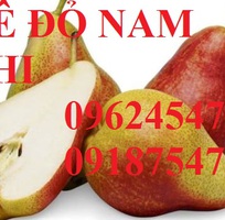 12 Bán giống cây lê đỏ nam phi, giống lê nam phi, giống cây lê vàng, cây lê đỏ, giao cây toàn quốc