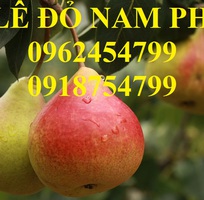 13 Bán giống cây lê đỏ nam phi, giống lê nam phi, giống cây lê vàng, cây lê đỏ, giao cây toàn quốc