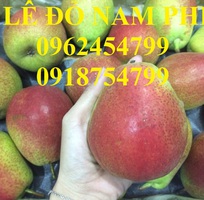 14 Bán giống cây lê đỏ nam phi, giống lê nam phi, giống cây lê vàng, cây lê đỏ, giao cây toàn quốc