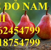 15 Bán giống cây lê đỏ nam phi, giống lê nam phi, giống cây lê vàng, cây lê đỏ, giao cây toàn quốc