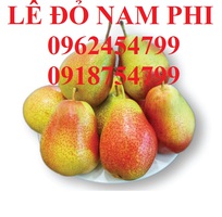 16 Bán giống cây lê đỏ nam phi, giống lê nam phi, giống cây lê vàng, cây lê đỏ, giao cây toàn quốc