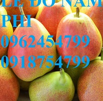 17 Bán giống cây lê đỏ nam phi, giống lê nam phi, giống cây lê vàng, cây lê đỏ, giao cây toàn quốc