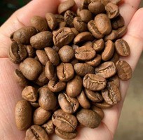 3 Cà phê CHỒN buôn ma thuột KIỀU HOA món quà đặc sản ở hà nội và các tỉnh việt nam