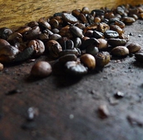 5 Cà phê CHỒN buôn ma thuột KIỀU HOA món quà đặc sản ở hà nội và các tỉnh việt nam