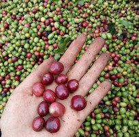 13 Cà phê CHỒN buôn ma thuột KIỀU HOA món quà đặc sản ở hà nội và các tỉnh việt nam