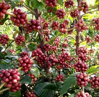 14 Cà phê CHỒN buôn ma thuột KIỀU HOA món quà đặc sản ở hà nội và các tỉnh việt nam