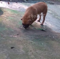 Bug cái đang đi tơ Bug cái đang đi tơ