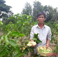 Quả này trước mọc hoang, cho không ai lấy, nay thế giới lùng mua có tại Việt Nam