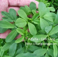 Alfalfa linh lăng