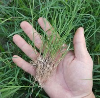 Cỏ bermuda cỏ sân vườn