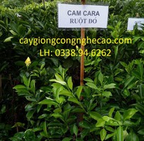 1 Cung cấp cây giống: Cam Cara