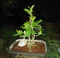 1 Bán cây cảnh bonsai các loại