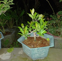 2 Bán cây cảnh bonsai các loại