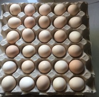 Trang trại nguyên food cần tìm đại lý, nhà phân phối trứng gà ác trên toàn quốc