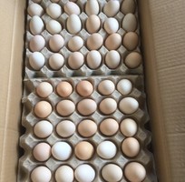 1 Trang trại nguyên food cần tìm đại lý, nhà phân phối trứng gà ác trên toàn quốc
