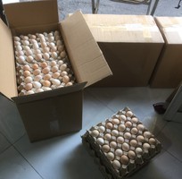 2 Trang trại nguyên food cần tìm đại lý, nhà phân phối trứng gà ác trên toàn quốc