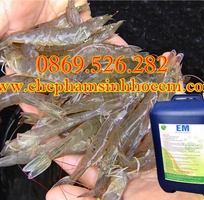 Chế phẩm sinh học EM gốc, EM1 dùng trong nuôi tôm cá