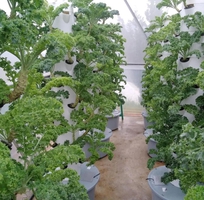 Tìm phân phối-đại lý trụ thuỷ canh trồng rau