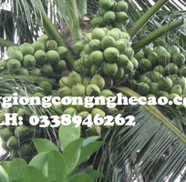 1 Cung cấp cây giống: Dừa Xiêm Dây