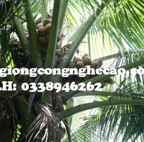 2 Cung cấp cây giống: Dừa Xiêm Dây