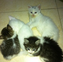 1 Tìm chủ mới cho đàn mèo Nga lai 2 tháng tuổi tại Long biên Hà Nội.