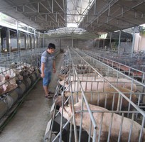 1 Thiết bị chăn nuôi heo tại Quảng Nam chính hãng giá tốt