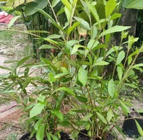 Cây trồng cho mái hiên nhà cây cúc tần