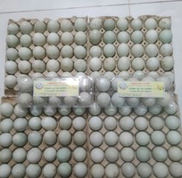 Công ty nguyên food cần tìm đại lý, nhà phân phối trứng vịt cà cuống trên toàn quốc