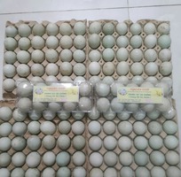 1 Công ty nguyên food cần tìm đại lý, nhà phân phối trứng vịt cà cuống trên toàn quốc