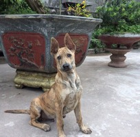 Bán chó Phú Quốc vện vàng gần 4 tháng tuổi