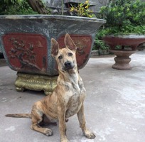 1 Bán chó Phú Quốc vện vàng gần 4 tháng tuổi