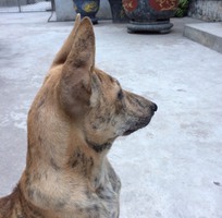 2 Bán chó Phú Quốc vện vàng gần 4 tháng tuổi