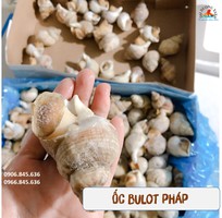 Ốc Bulot Pháp giá tốt tại TP Hồ Chí Minh