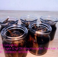 8 Cung cấp đặc sản con Cà Cuống đực ,tinh dầu Cà Cuống chất lượng mang mùi thơm hương Quế tại Hà Nội